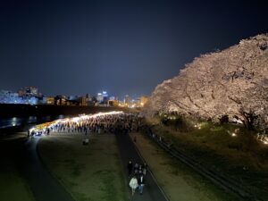 ふくい桜祭り