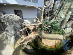 足羽山動物園のナマケモノ